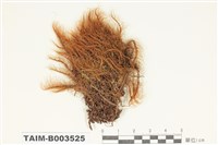 藏品(曲尾苔科)的圖片